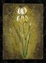 Dark Side Of An Amaryllis by Julia Bonet Limited Edition Print