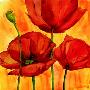 Coquelicots Iii by Giuseppina Tartagni Limited Edition Print