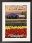 Skagit Valley - Tulip Fields, C.2009 by Lantern Press Limited Edition Print