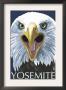 Yosemite, California - Eagle Up Close, C.2008 by Lantern Press Limited Edition Print