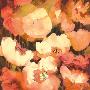 Pink Poppies I by Dusty Knight Limited Edition Print