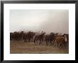 Horse Roundup by John Dominis Limited Edition Pricing Art Print