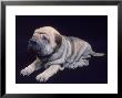 Shar-Pei Puppy by Jeffry Myers Limited Edition Print