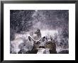 Mule Deer In Snow by Tim Haske Limited Edition Pricing Art Print