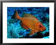 Tropical Bigeye Fish by Larry Lipsky Limited Edition Pricing Art Print