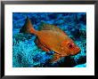 Tropical Bigeye Fish by Larry Lipsky Limited Edition Print