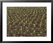 Field Of Tobacco Plants by Wallace Garrison Limited Edition Pricing Art Print