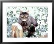 Portrait Of Cat On Fence In Snow by Chris Lowe Limited Edition Print