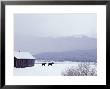 Horses In Snowstorm by Allen Russell Limited Edition Print