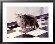 Cat Walking Across Black And White Tile Floor by Bill Melton Limited Edition Pricing Art Print