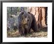 Grizzly Bear In Woods Of North America by Wiley & Wales Limited Edition Pricing Art Print