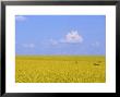 Deer In Canola Field, Grande Prairie, Alberta, Canada by Troy & Mary Parlee Limited Edition Print