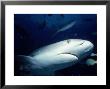 Caribbean Reef Shark, Bahamas by Jeff Rotman Limited Edition Print