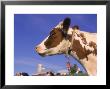 Profile Of Ayrshire Cow, Vt by Lynn M. Stone Limited Edition Pricing Art Print