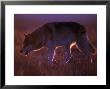 Wolf Walking Through Field At Sunset by Don Grall Limited Edition Pricing Art Print