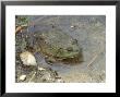 Bullfrog In Water by Tony Ruta Limited Edition Print
