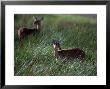 Bohor Reedbuck, Redunca Redunca, Tanzania by Robert Franz Limited Edition Print