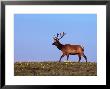 Bull Elk In Velvet, Cervus Canadensis, Co by Robert Franz Limited Edition Print