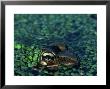 Frog In Duckweed by Kevin Leigh Limited Edition Print