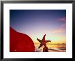 Starfish At Sunrise, Papua New Guinea by Stuart Westmoreland Limited Edition Print