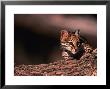 Ocelot, Endangered Species, Central America by Stuart Westmoreland Limited Edition Pricing Art Print