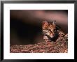 Ocelot, Endangered Species, Central America by Stuart Westmoreland Limited Edition Print