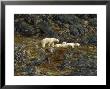 Polar Bear Mother & 2 Cubs, Canada by Yvette Cardozo Limited Edition Print