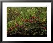 Plum Tree, Wellfleet Audubon Wildlife Sanctuary by Jeff Greenberg Limited Edition Print