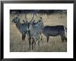 Waterbuck (Kobus Ellipsiprymnus) Mara Game Reserve by Ralph Reinhold Limited Edition Print