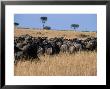 Blue Wildebeest (Connochaelas Taurus) Mara, Kenya by Ralph Reinhold Limited Edition Print