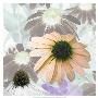 Echinacea Garden I by Francine Funke Limited Edition Pricing Art Print