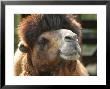 Camel's Face And Head by Jeff Randall Limited Edition Print