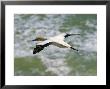 Gannets In Flight Over Tasman Sea, Muriwai by Tomas Del Amo Limited Edition Print