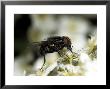 Flesh Fly, Sarcophaga Spp by Larry F. Jernigan Limited Edition Print