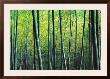 The Bamboo Grove by Robert Churchill Limited Edition Print