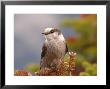 Bird Perched On Top Of Tree, Jasper National Park, Canada by Keith Levit Limited Edition Pricing Art Print