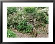 Retaining Wall Decorative Old Wheelbarrow Frame Glebe Cottage, Devon by Mark Bolton Limited Edition Pricing Art Print