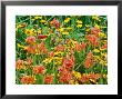 Summer Partners, Crocosmia Seven Sunrise & Coreopsis by Mark Bolton Limited Edition Print