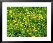 Weeds, Taraxacum Officinale (Dandelion), Yellow Flower Growing En Masse by Mark Bolton Limited Edition Print
