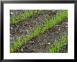 Rows Of Seedlings In Nursery Beds by Mark Bolton Limited Edition Print
