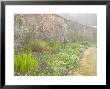 View Along The Long Border With Brick Wall And Climbing Roses Behind by Mark Bolton Limited Edition Pricing Art Print