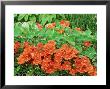 Tropaeolum Red Roulette Growing Through Fence by Linda Burgess Limited Edition Print