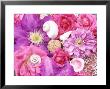Pink & Purple Summer Flower Graphic Background, Clematis, Rosa & Shells by Linda Burgess Limited Edition Print