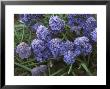 Muscari Armeniacum (Fantasy Creation) by Chris Burrows Limited Edition Pricing Art Print