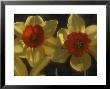 Narcissus Ambergate Div 2 Large-Cupped Two Flower Heads Side Lit View by Chris Burrows Limited Edition Print