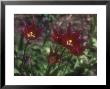 Tulipa Maytime, (Late Flowering, Lily Flowered Variety) Flowering In, Kent by Brian Carter Limited Edition Print