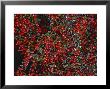 Cotoneaster Horizontalis Fruits, Red Berry Autumn by Kathy Collins Limited Edition Print
