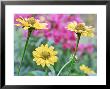 Helianthus Decapetalus Capenoch Star (Thin Leaved Sunflower), Yellow Flowers by Michael Davis Limited Edition Print