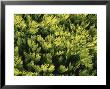 Chameacyparis Obtusa Crippsii Chamaecyparis File by Ron Evans Limited Edition Print