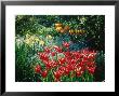 Tulipa Queen Of Prussia With Narcissus & Myosotis Ilmington Manor by Ron Evans Limited Edition Pricing Art Print